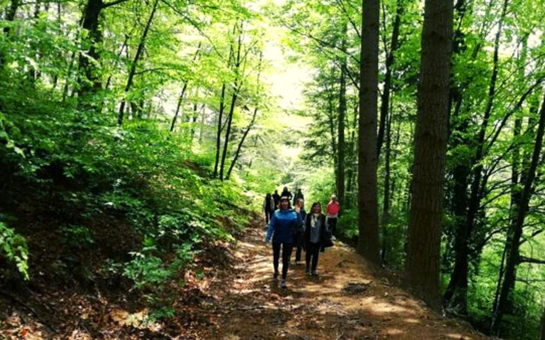 TERAPIA VERDE: EL ESPIRITU DE LOS JARDINES – PROXIMAMENTE